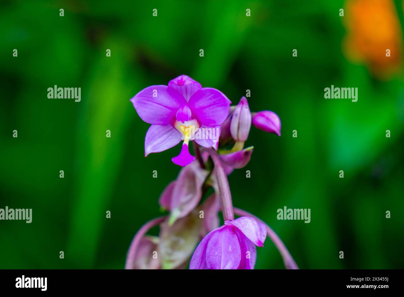 Eulophia nuda (spettacolare eulofia, Amarkand). Questa pianta è stata utilizzata per il trattamento di tumori, ghiandole scrofulose del collo Foto Stock