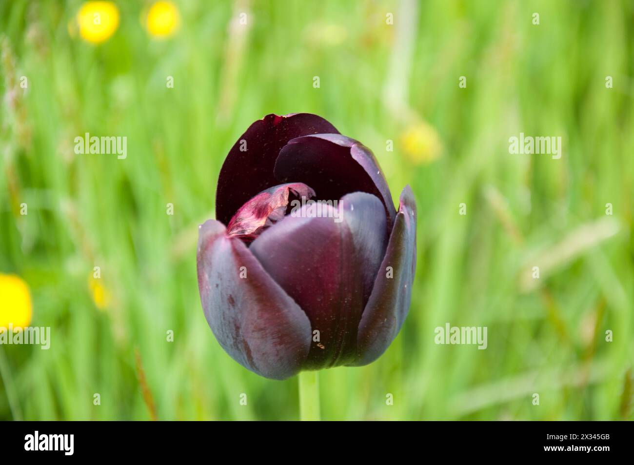 Tulip 'Paul Scherer', Kew Gardens; Royal Botanical Gardens; Kew, Richmond, Londra, Regno Unito; Foto Stock