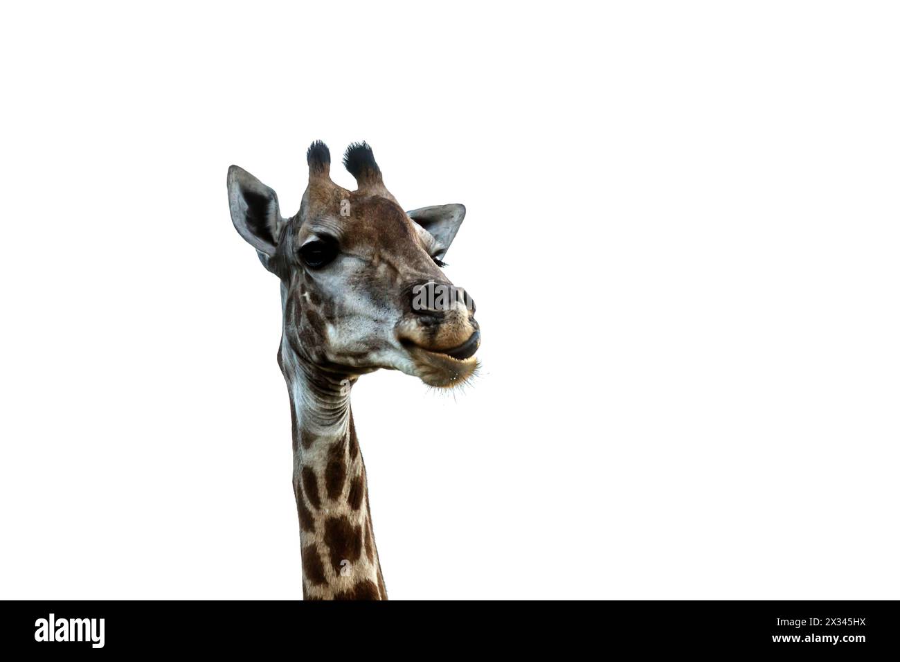 Giraffa ritratto divertente isolato su sfondo bianco nel Parco Nazionale di Kruger, Sud Africa ; Specie Giraffa camelopardalis famiglia di Giraffidae Foto Stock
