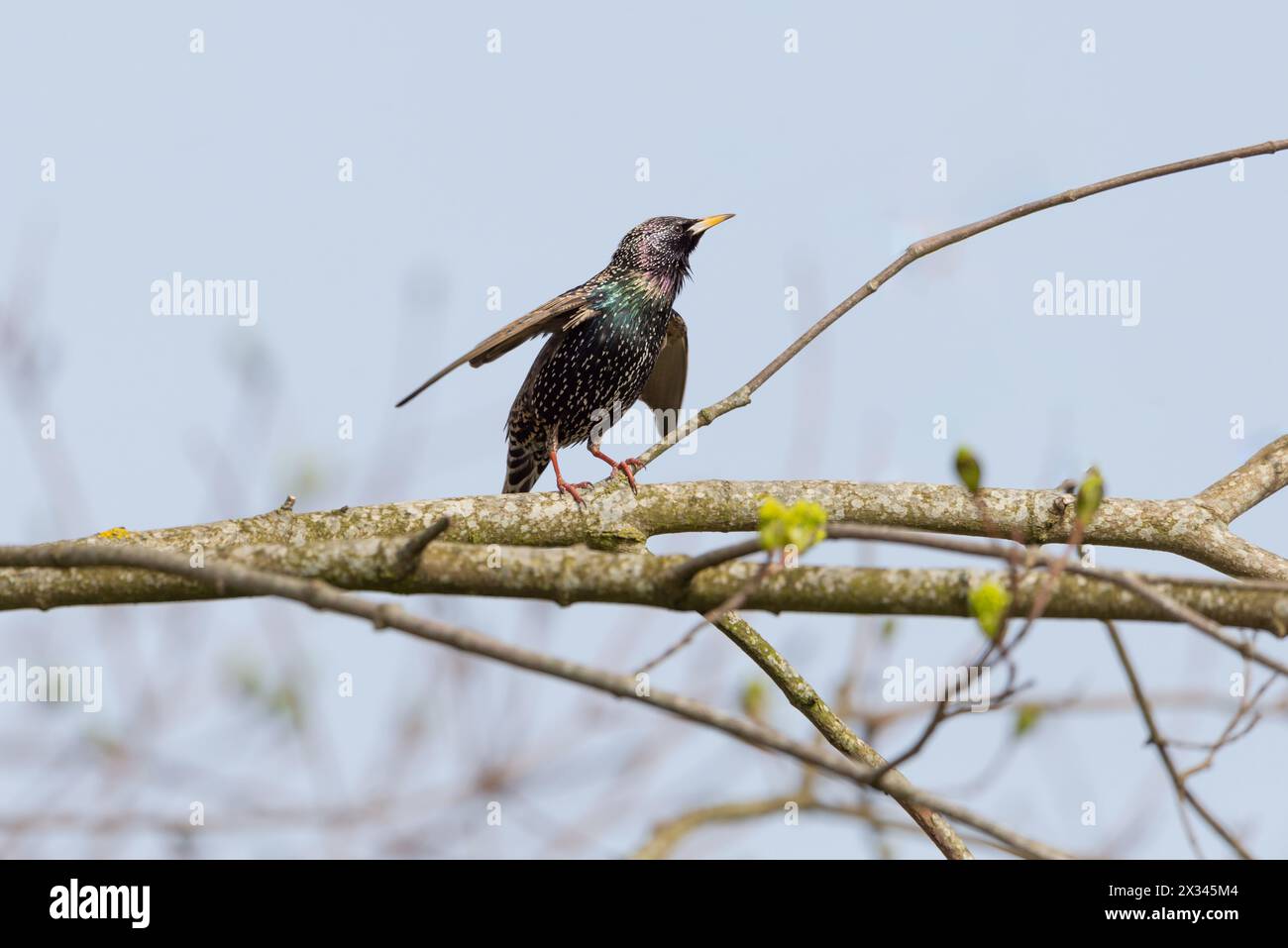 Starling Sturnus vulgaris - doccia solare - la magia del colore Foto Stock