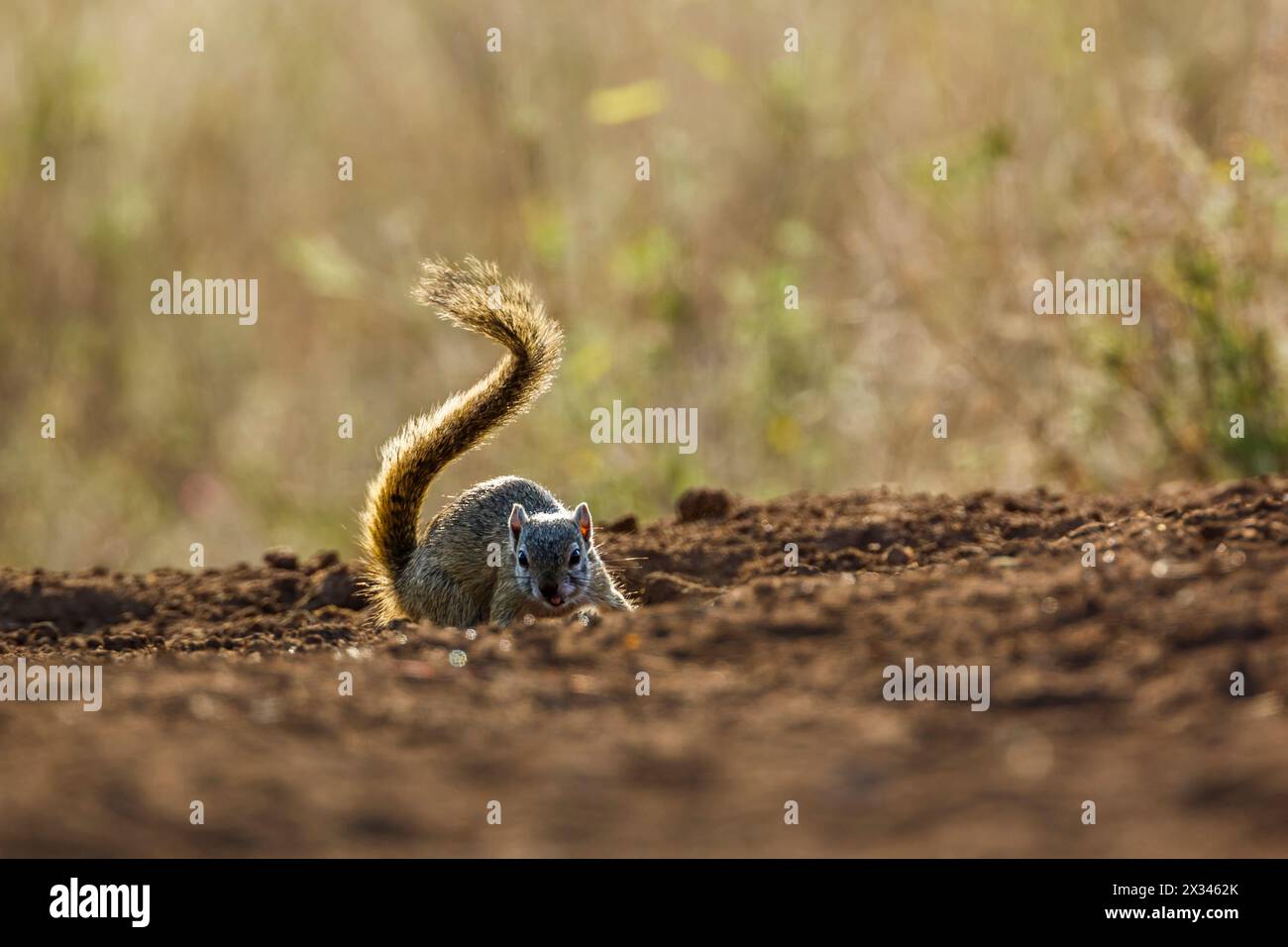 Lo scoiattolo del cespuglio di Smith si infila nel parco nazionale di Kruger, in Sudafrica; famiglia Specie Paraxerus cepapi di Sciuridae Foto Stock
