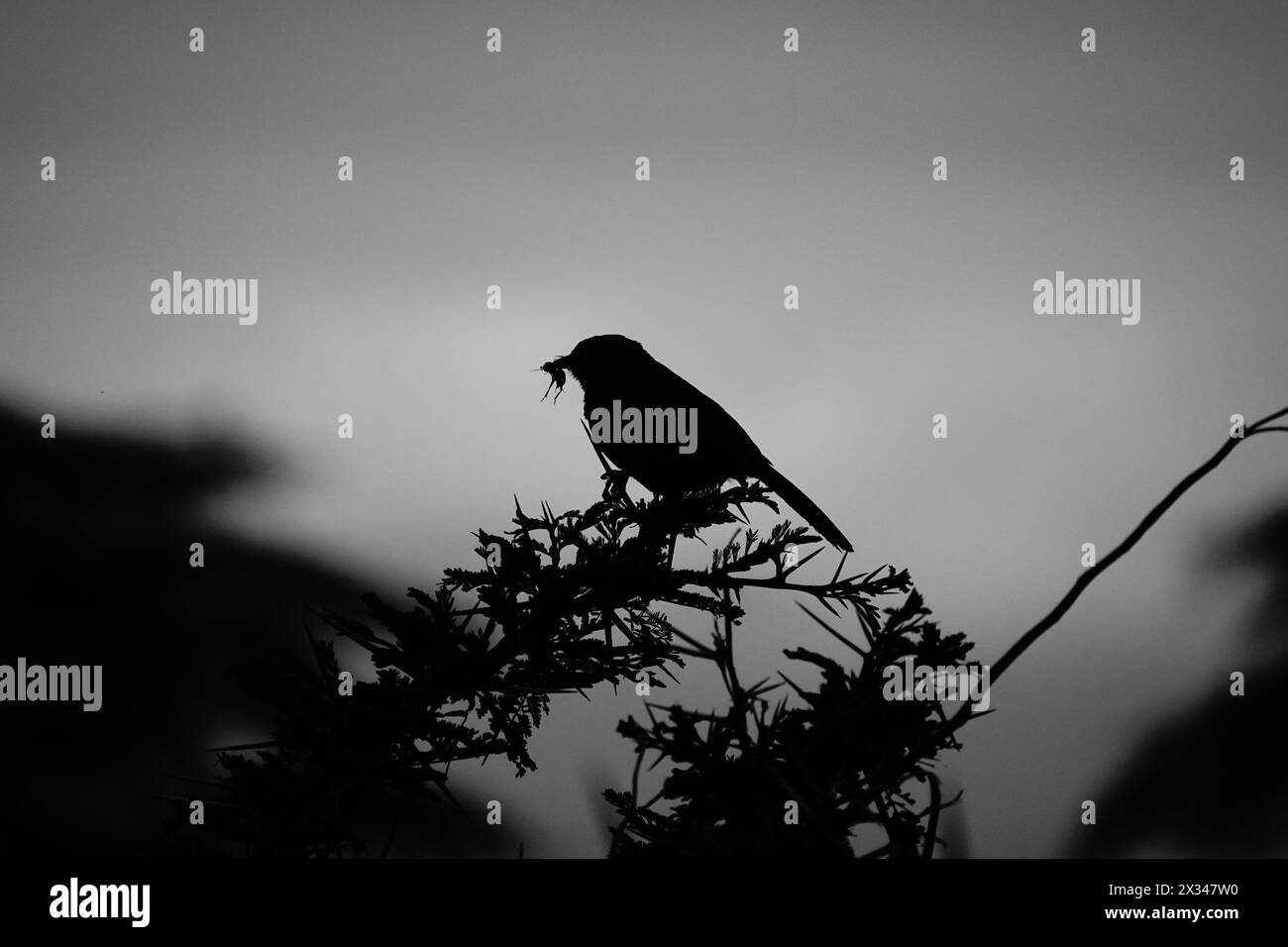 Silhouette Bird with Insect in Beak, Tanzania Foto Stock