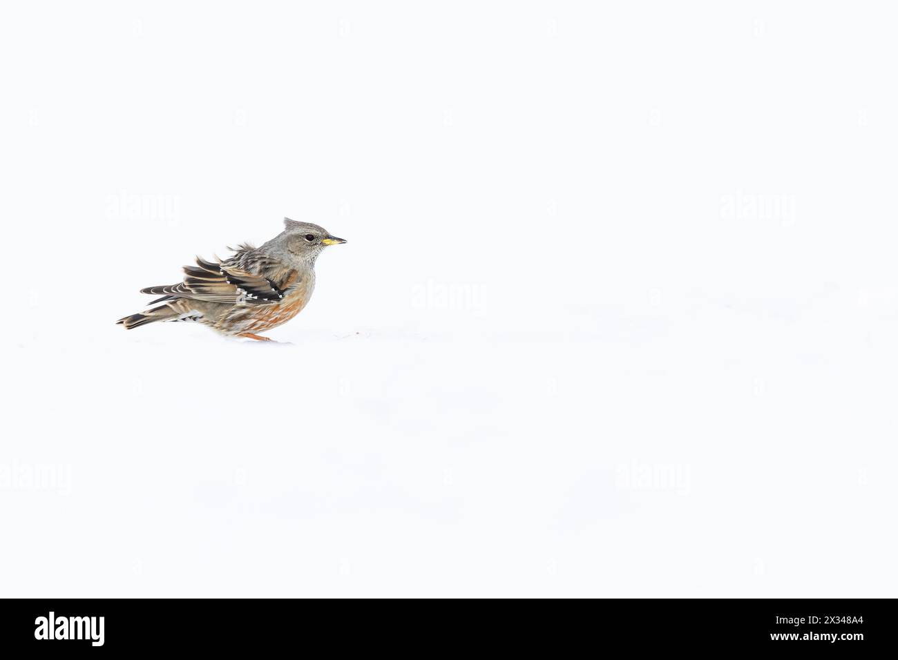 Accentor alpino (Prunella collaris) nella neve. Foto Stock