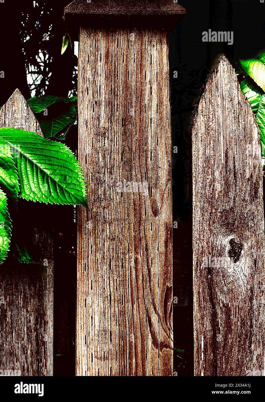 foglie verdi e recinzione di legno Foto Stock