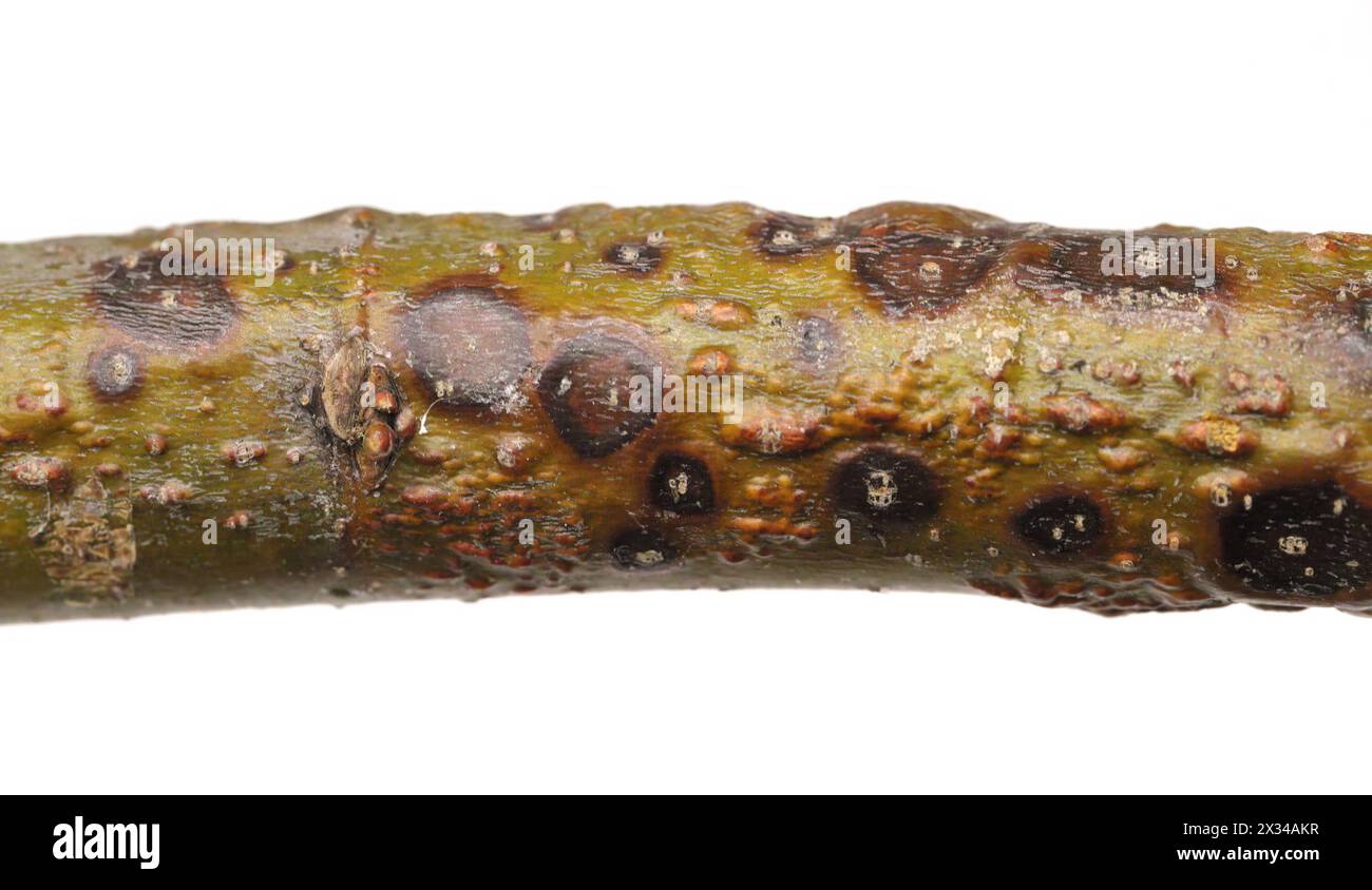 Un ramo di un albero di tiglio (Tilia) con sintomi di malattia - canker, cancro. Canker di Fusarium a catena dorata (Laburnum). Causato da un complesso di funghi. Foto Stock