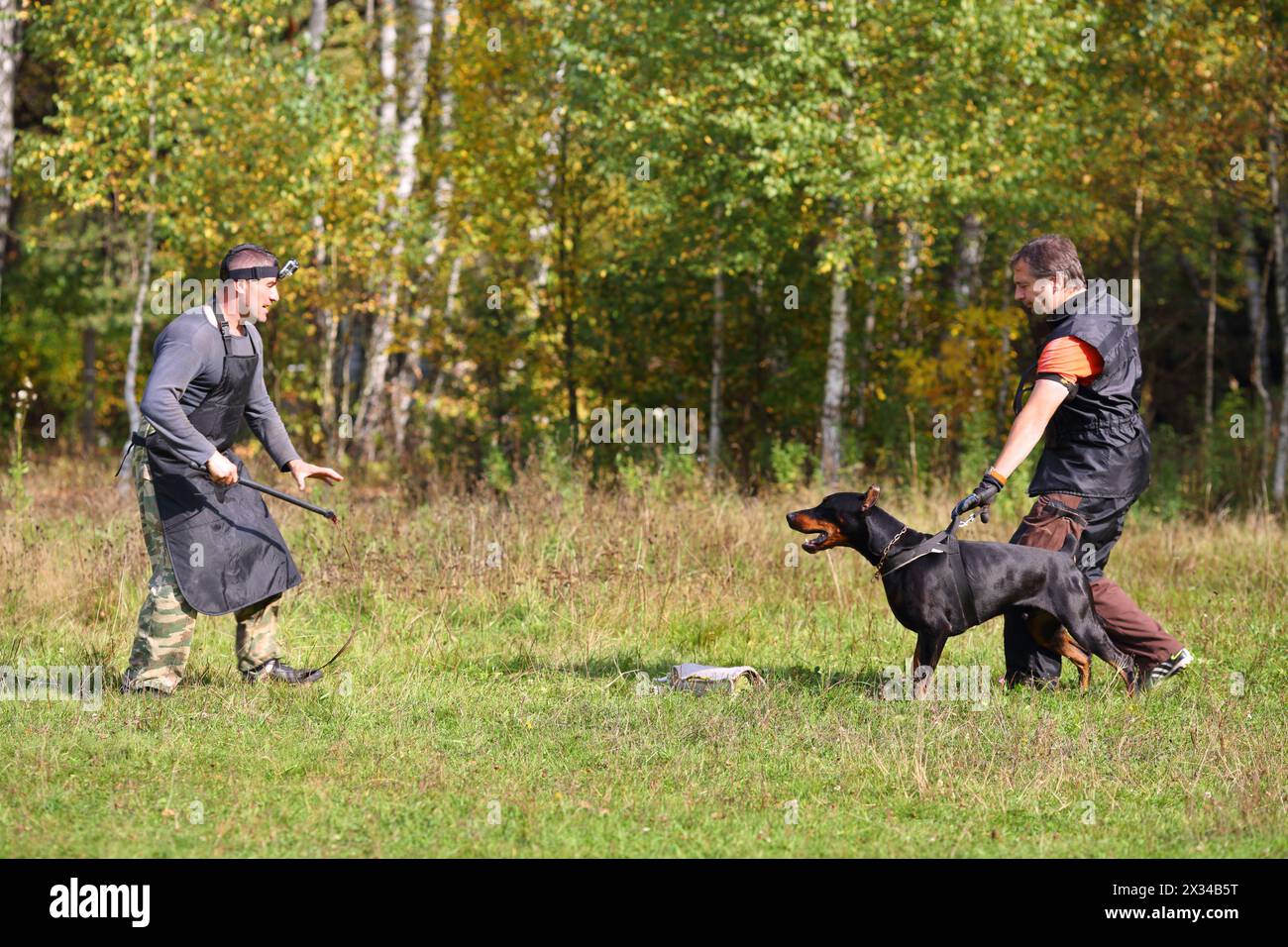 Due uomini addestratori di cani insegnano il doberman all'erba verde vicino alla foresta Foto Stock