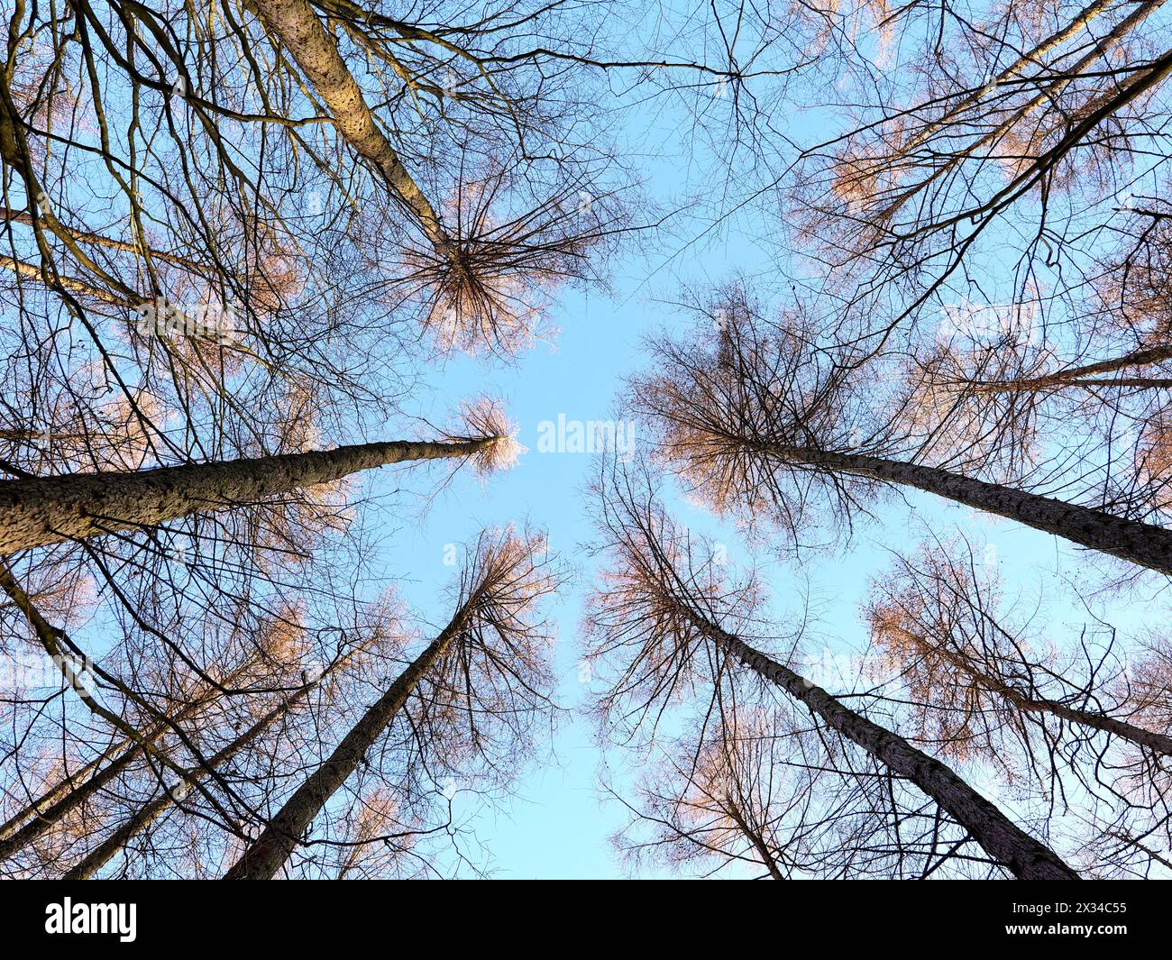 Le splendide corone di alberi catturate dalla prospettiva del terreno nella foresta. I rami senza foglie rivelano affascinanti motivi di diramazione. Bellissimi motivi fotografici Foto Stock