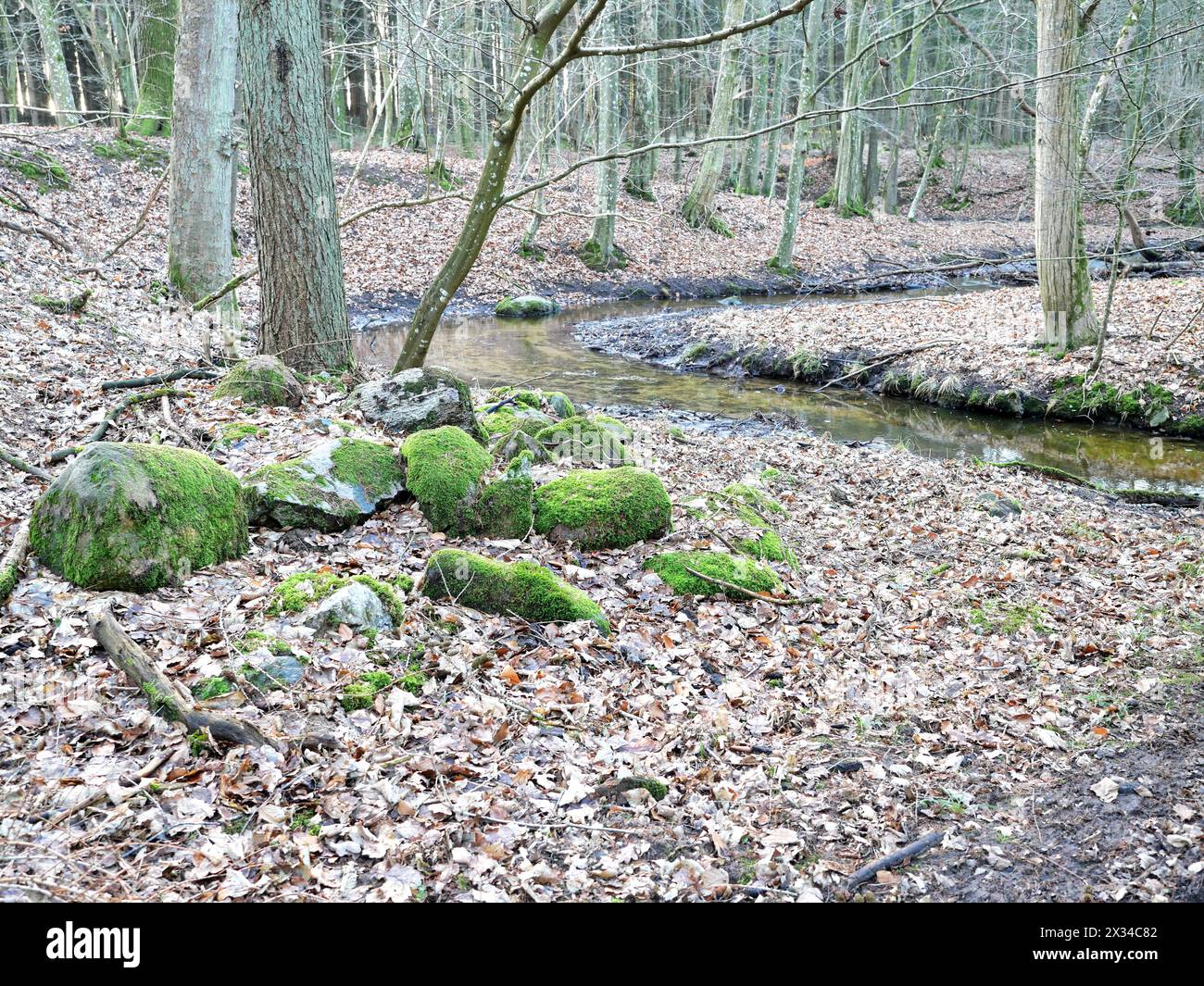 Un tortuoso torrente nella foresta di Ketelshagen sull'isola di Rügen. L'erosione forma il paesaggio e migliora il clima della foresta. Foto Stock