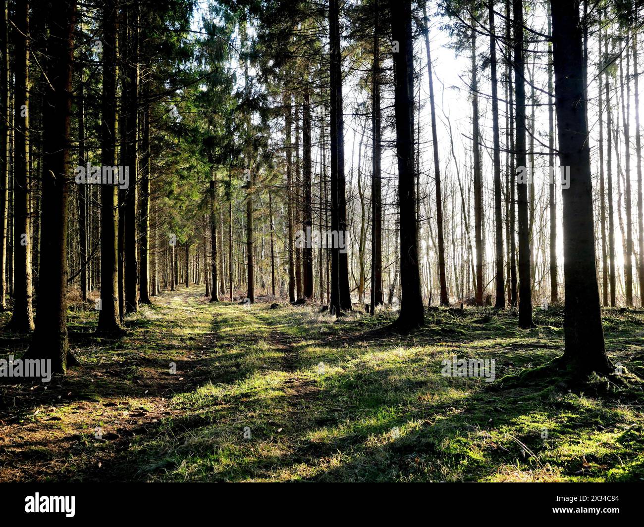 Il sole splende attraverso gli alberi, creando una stella con punti di luce, noti anche come brillamenti delle lenti. E' molto romantico, spettrale, incantevole. Foto Stock