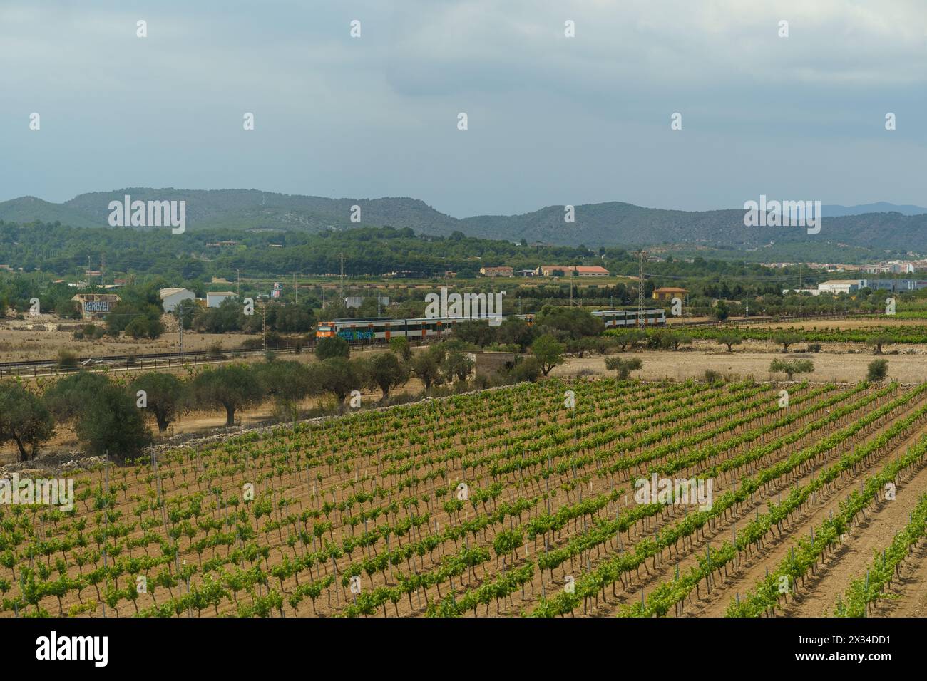 Bellaterra, Spagna - 24 maggio 2023: Un vasto campo con alberi sparsi sotto un cielo limpido, che mostra un treno in movimento in lontananza. Foto Stock