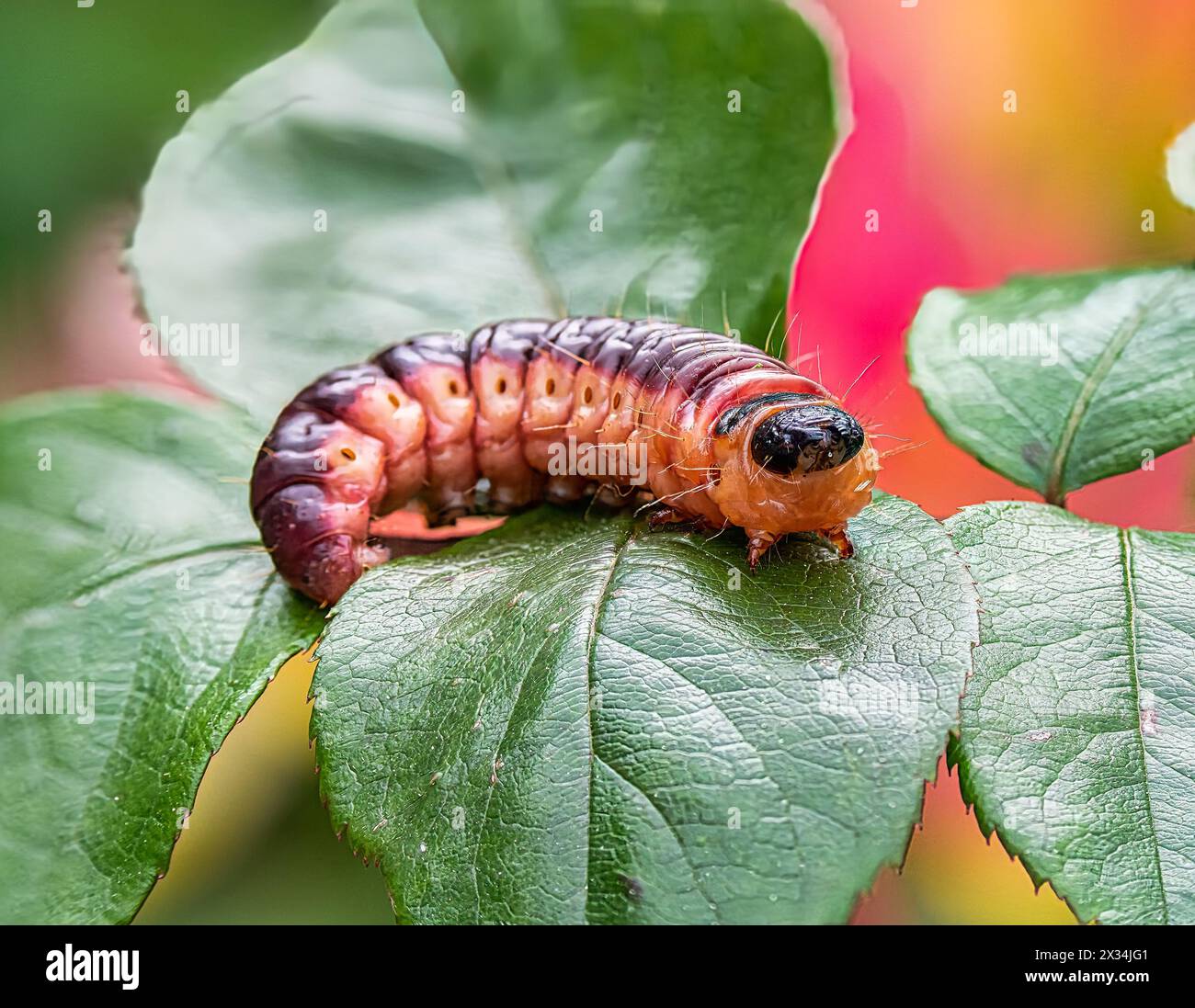 La vistosa larva rossa, nera e gialla del borer della salice (Cossus cossus), nota anche come falena della capra. Foto Stock