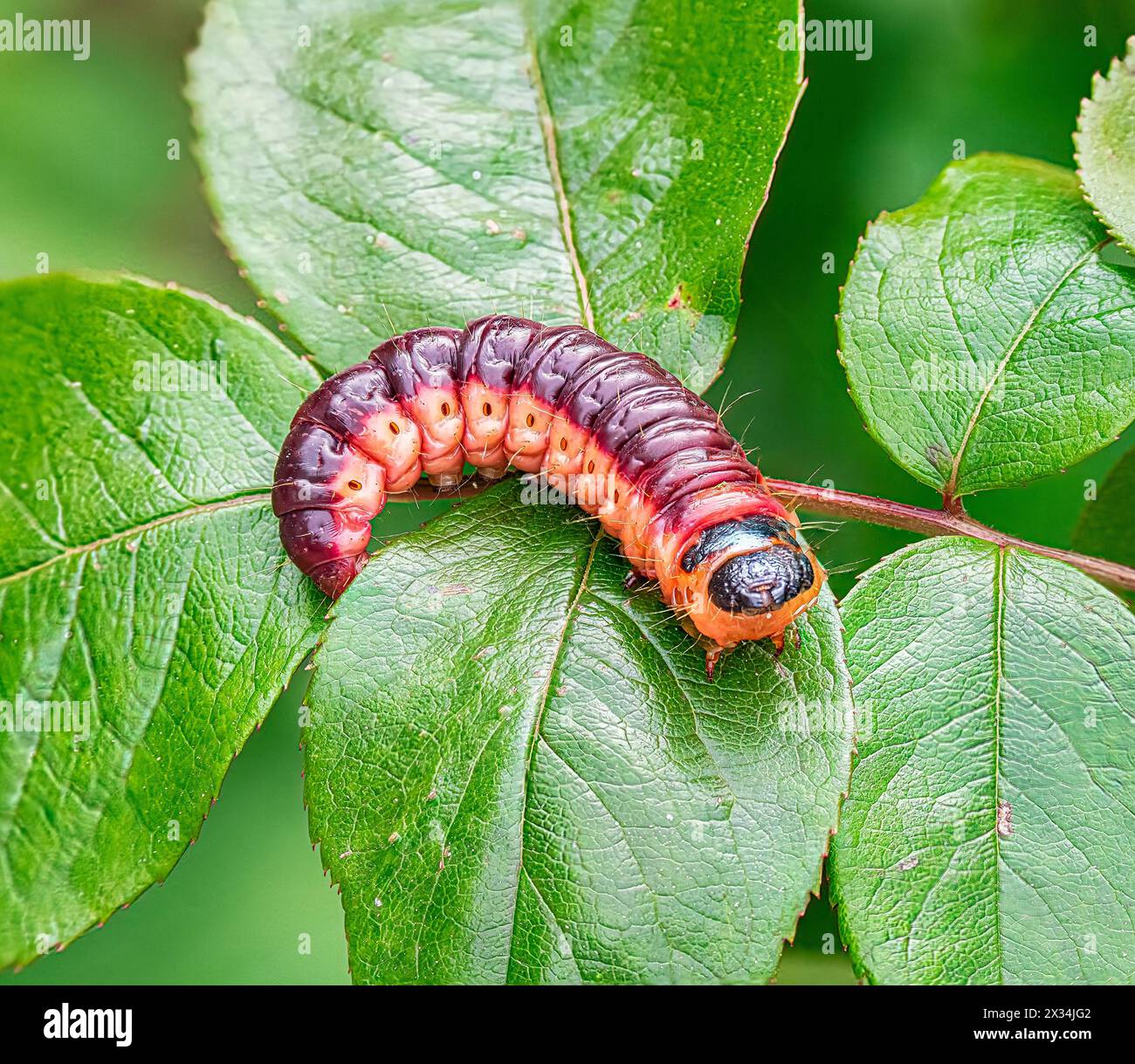 La vistosa larva rossa, nera e gialla del borer della salice (Cossus cossus), nota anche come falena della capra. Foto Stock