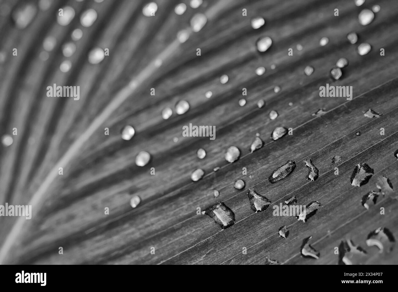L'Italia, Lazio, campagna, gocce di pioggia su un indiano foglie di canna Foto Stock
