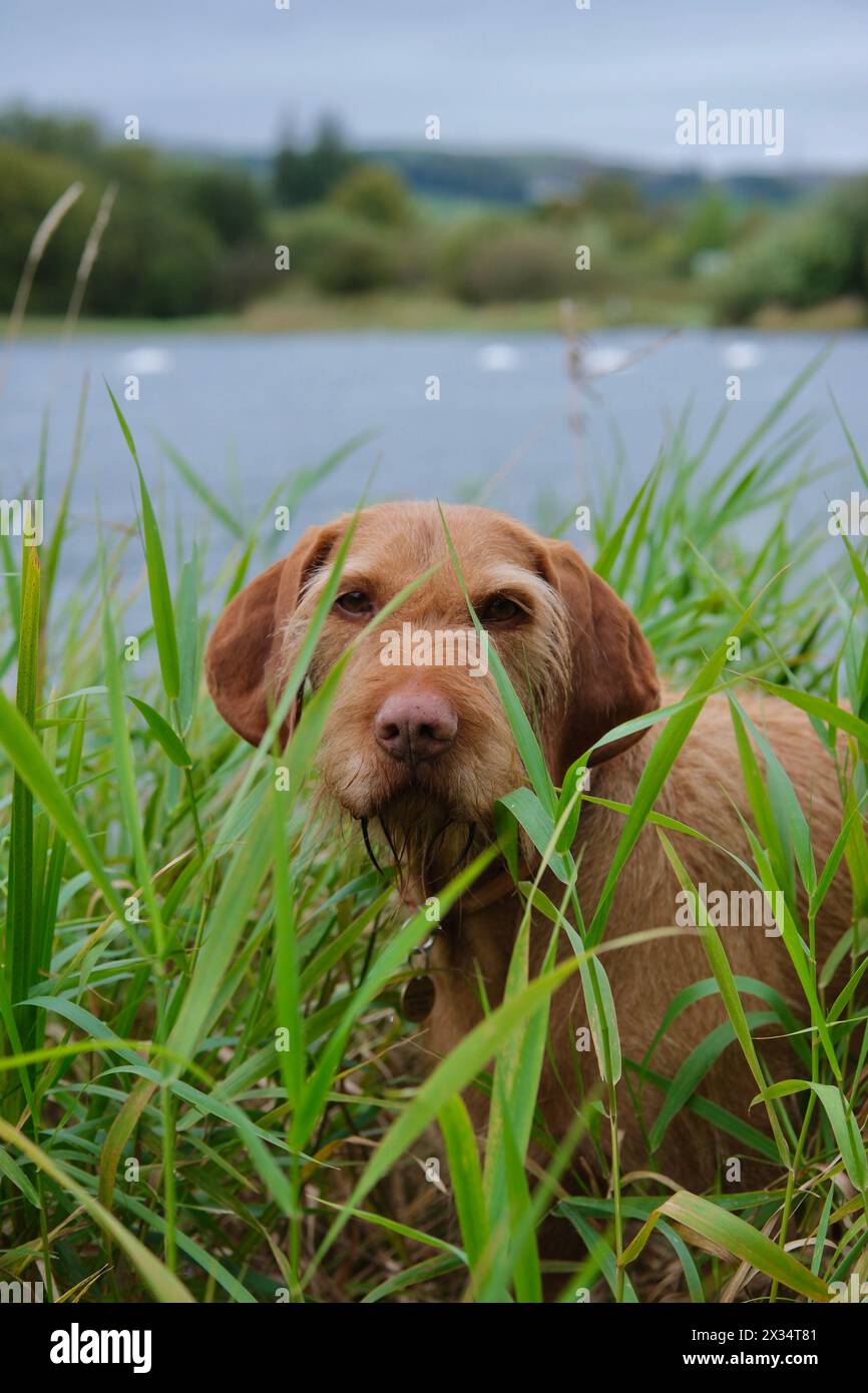 Il Wirehaired Vizsla ungherese sta posando sul fiume circondato da erba lunga e verde. Il cane si nasconde nell'erba e guarda la telecamera. Foto Stock