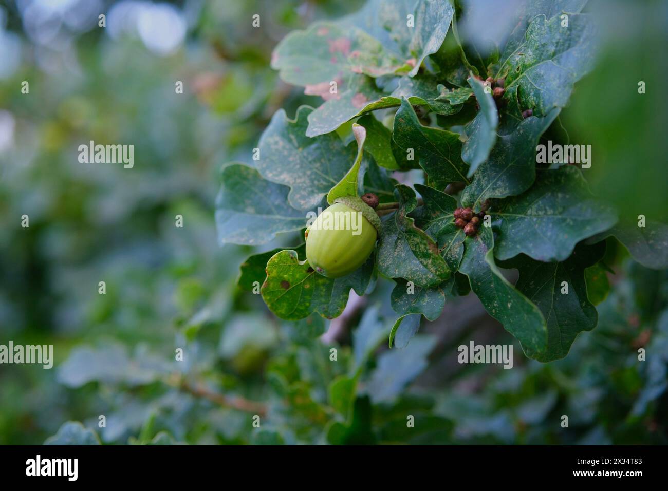 Gemma di smeraldo della foresta: Un primo piano di un granturco verde dà vita allo splendore della natura. La ghianda verde cresce su un albero di quercia. Foto Stock