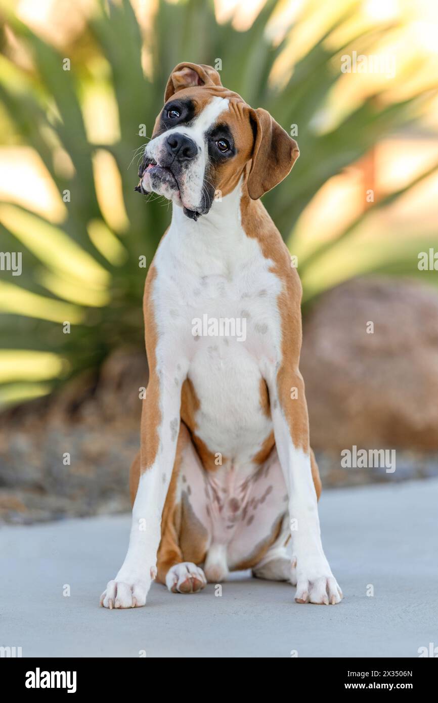 Cucciolo di Boxer in posa per un ritratto all'aperto con luce naturale con la testa inclinata Foto Stock