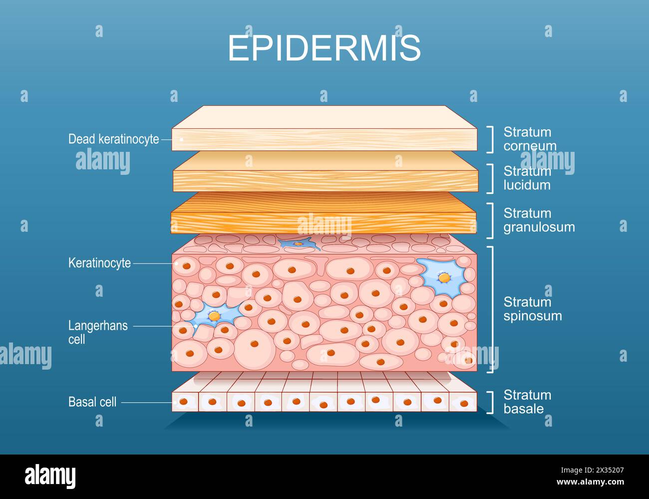 anatomia dell'epidermide. Struttura della pelle. Cellule e strati di pelle umana. Sezione trasversale dell'epidermide. Poster vettoriale. Illustrazione piatta isometrica. Illustrazione Vettoriale