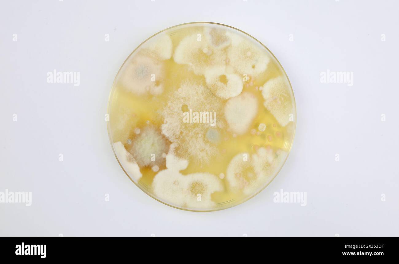 Terreno di coltura in piastra di agar per test di formatura con diverse colonie di spore bianche (focalizzazione sul centro) Foto Stock
