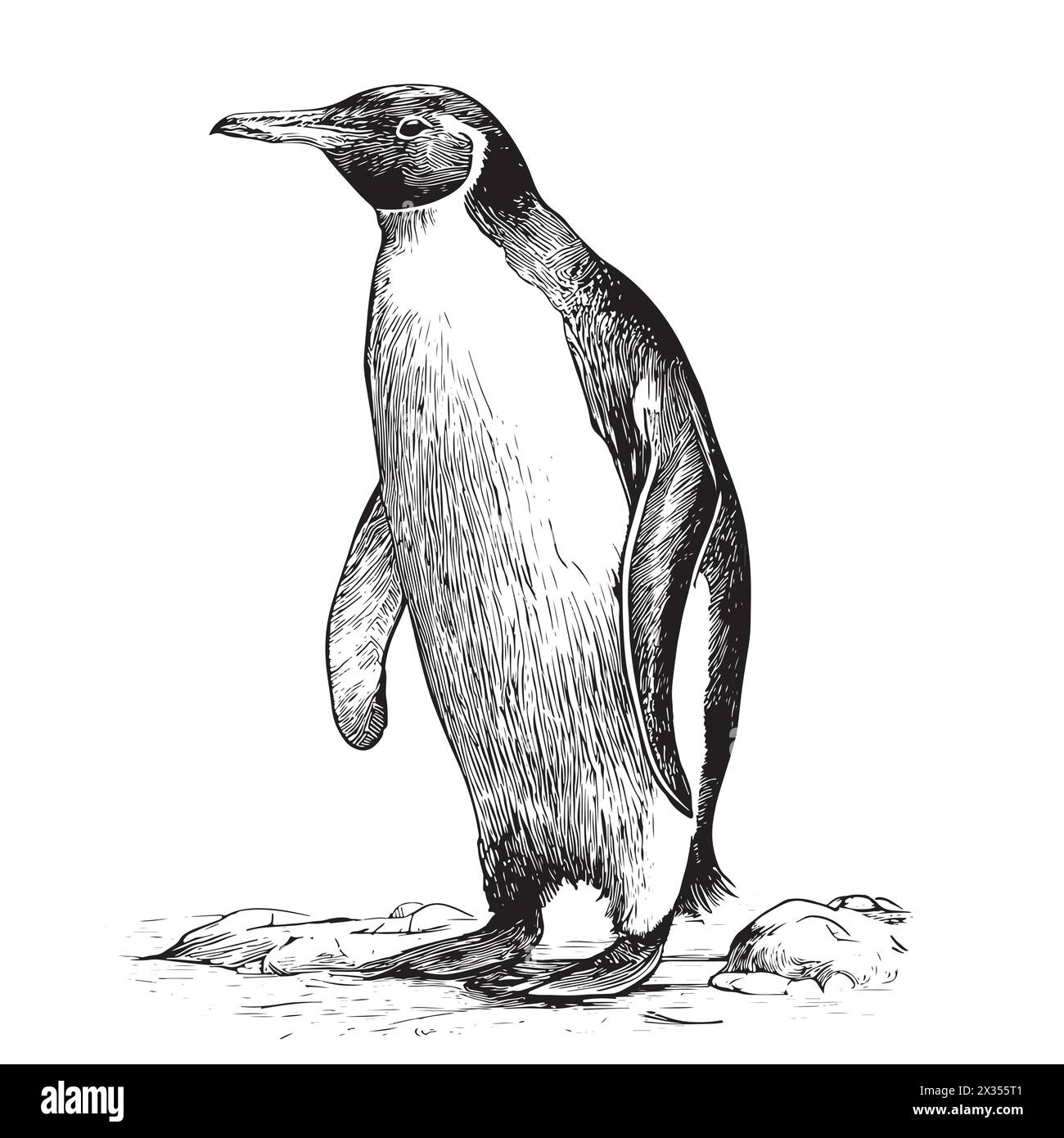 Schizzo dei pinguini disegnato a mano in stile incisione Sea Animals illustrazione vettoriale. Illustrazione Vettoriale