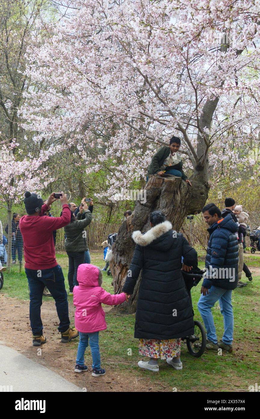 Toronto, ONTARIO, Canada – 21 aprile 2024: Le persone scattano foto dei rami di ciliegio con fiori bianchi e rosa in piena fioritura a High Park Foto Stock