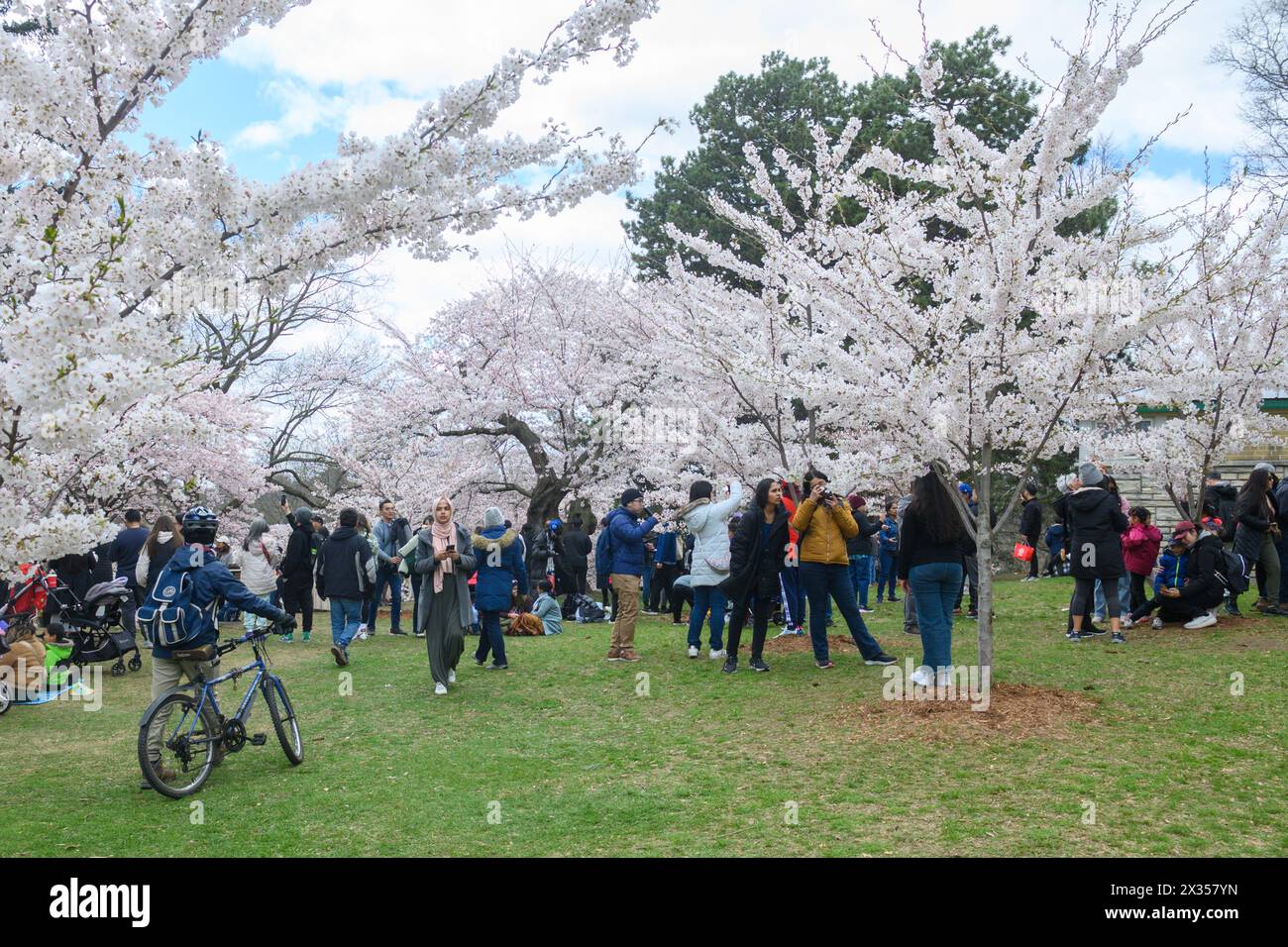 Toronto, ONTARIO, Canada – 21 aprile 2024: Le persone scattano foto dei rami di ciliegio con fiori bianchi e rosa in piena fioritura a High Park Foto Stock