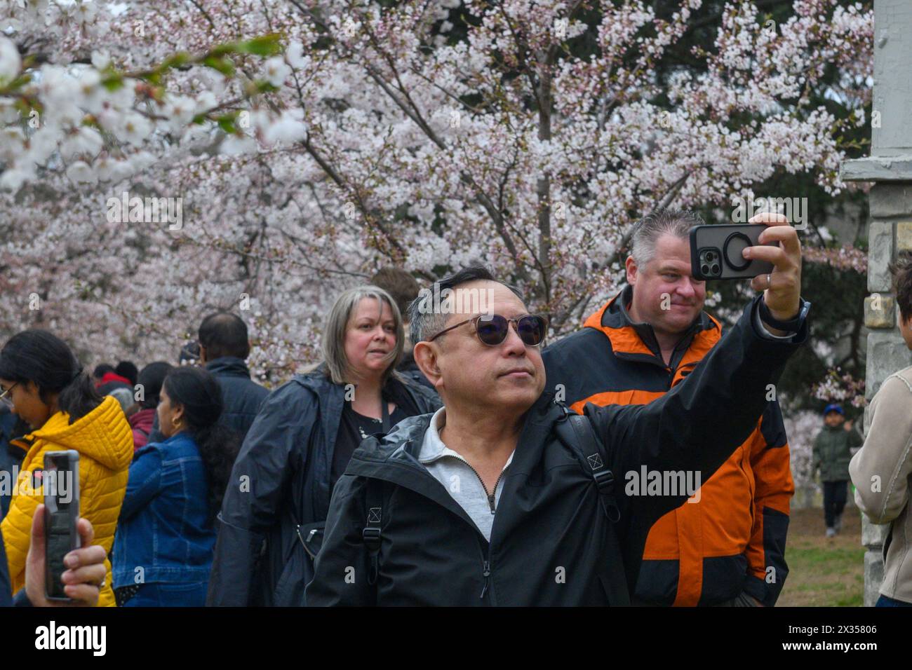 Toronto, ONTARIO, Canada – 21 aprile 2024: Le persone scattano foto dei rami di ciliegio con fiori bianchi e rosa in piena fioritura a High Park Foto Stock