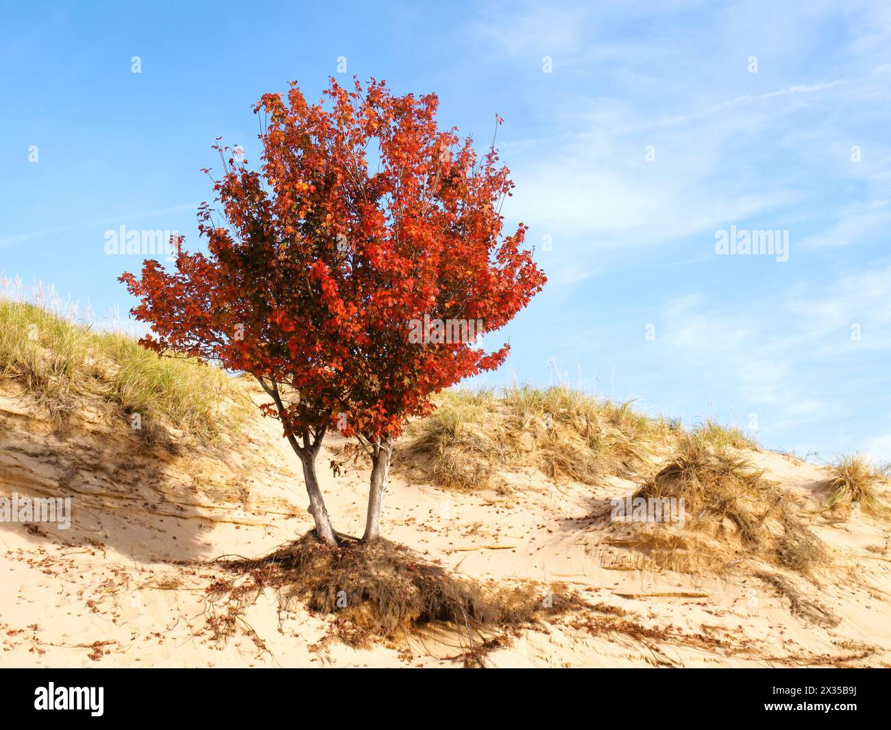 Albero rosso, dune di sabbia e dune verdi Foto Stock