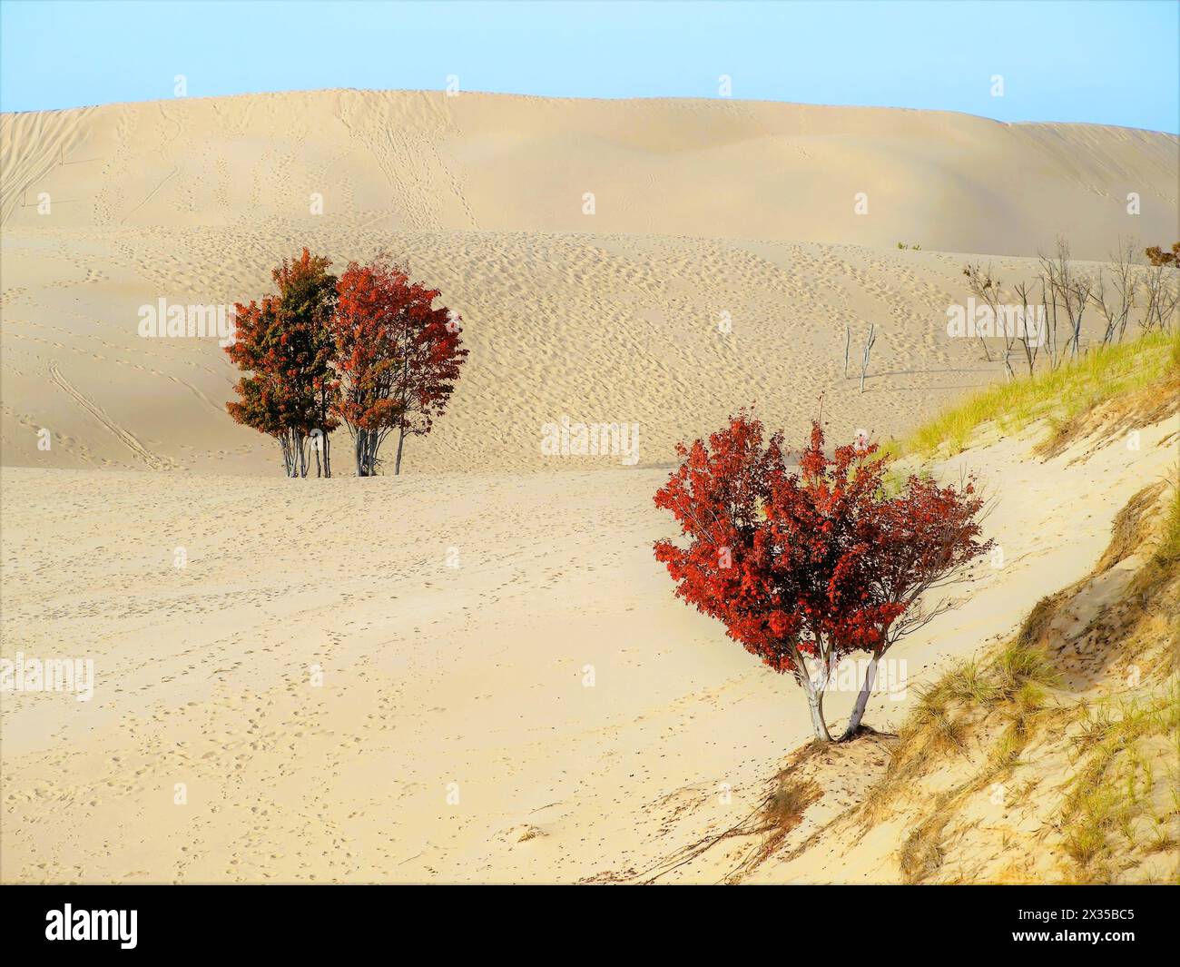 Due alberi rossi e dune di sabbia Foto Stock