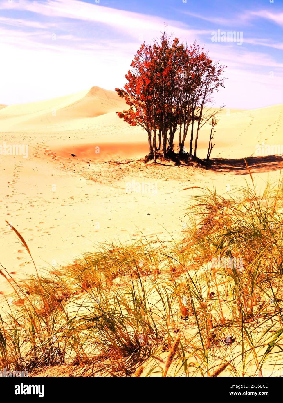 Un albero rosso, erba color oro e dune di sabbia Foto Stock