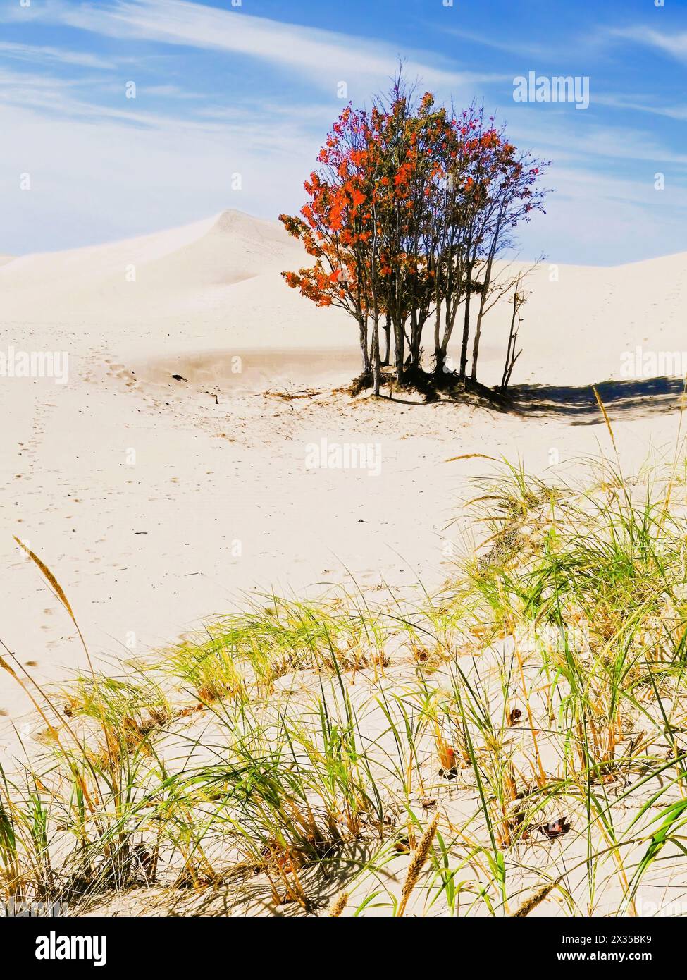 Michigan State Park ottobre con dune di sabbia, alberi rossi e dune erbose Foto Stock