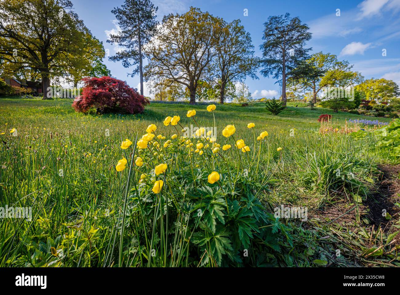 Trollio giallo che fiorisce nell'Alpine Meadow in RHS Garden, Wisley, surrey, Inghilterra sud-orientale in primavera Foto Stock