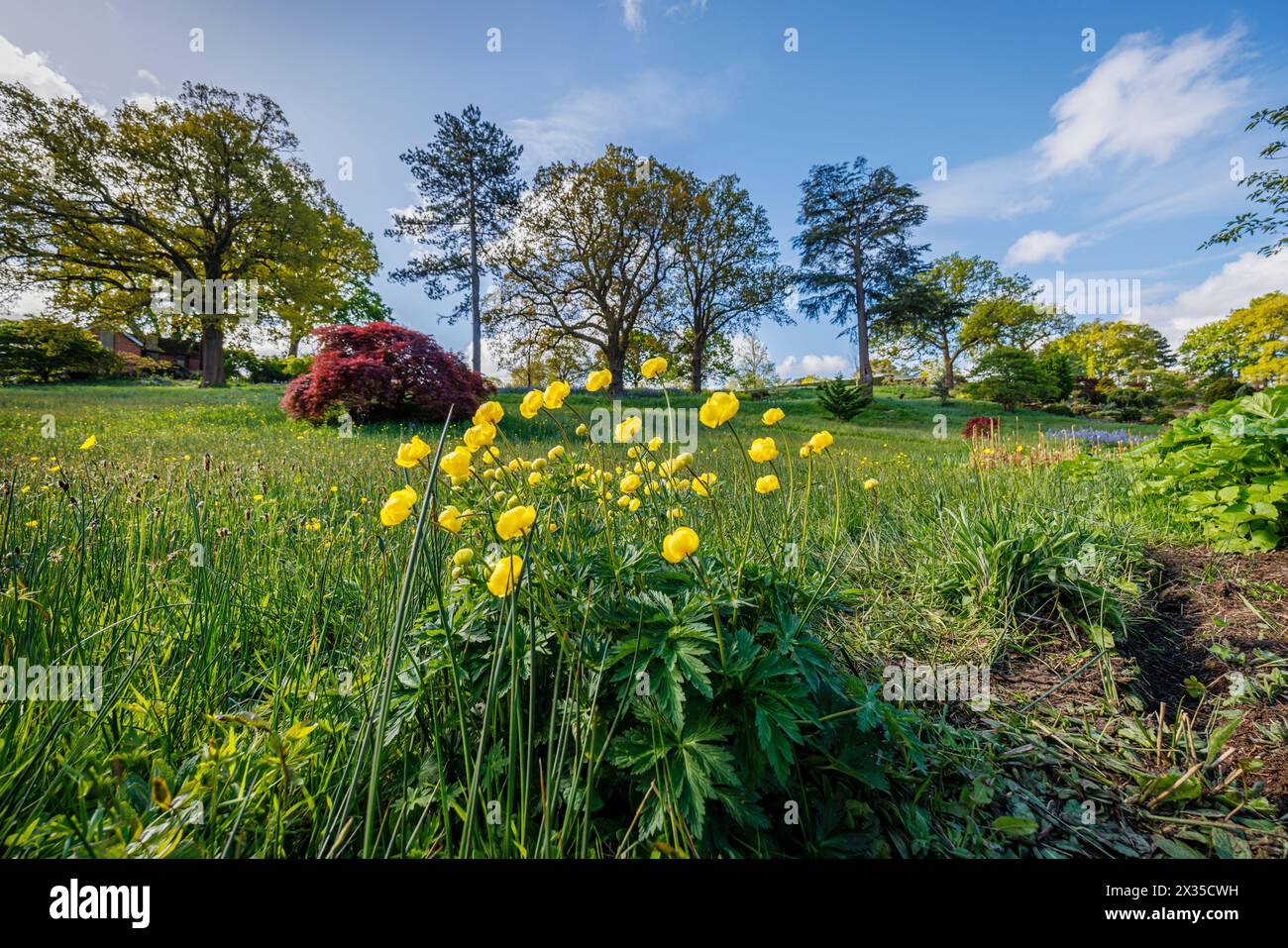 Trollio giallo che fiorisce nell'Alpine Meadow in RHS Garden, Wisley, surrey, Inghilterra sud-orientale in primavera Foto Stock