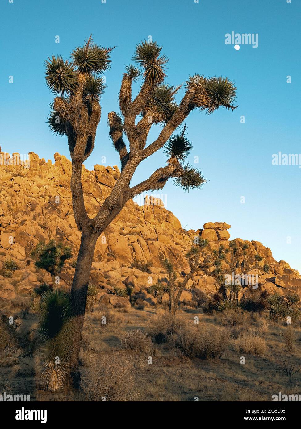 Vista ad angolo basso di un albero di yucca con rocce sullo sfondo nel Joshua Tree National Park in California al tramonto Foto Stock