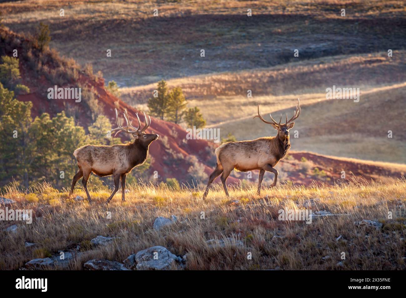 Due alci delle Montagne Rocciose Two Bull che camminano su un crinale vicino al tramonto Foto Stock