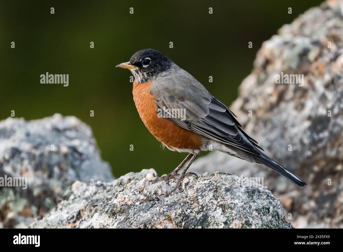 Robin americano appollaiato su una roccia Foto Stock