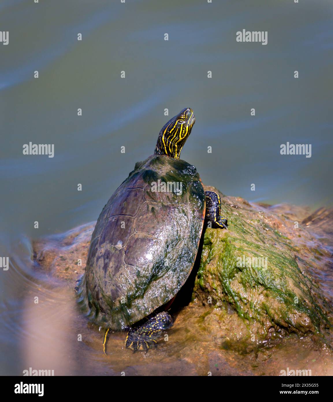 Tartaruga dipinta seduta su una roccia accanto all'acqua Foto Stock