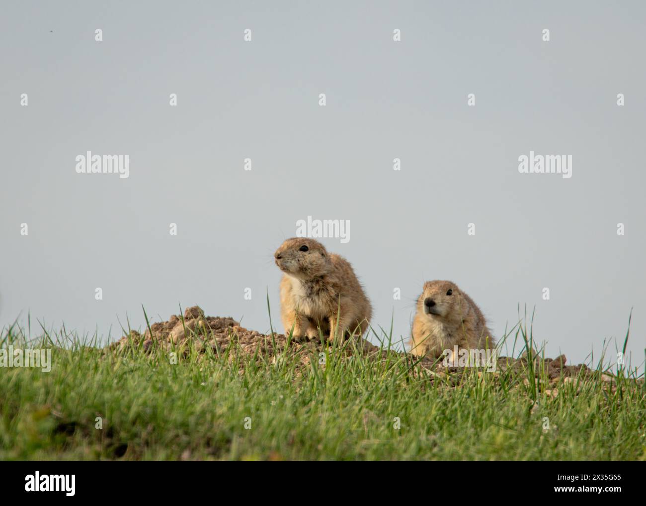 Due profili neri Prairie Dogs Foto Stock