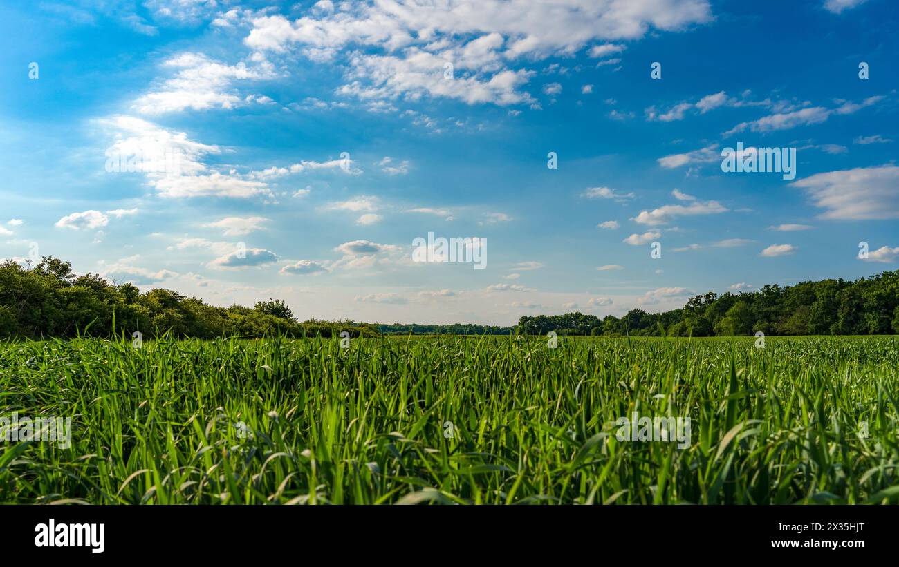 Campo verde e splendido cielo blu con sfondo nuvole primaverili Foto Stock