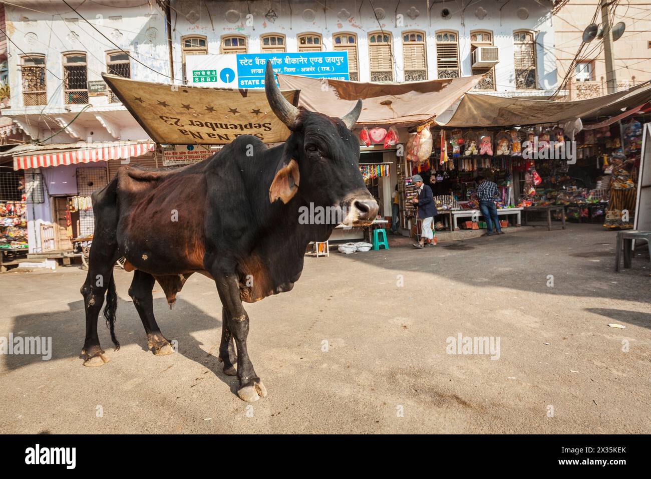 Mucca indiana per le strade dell'India Foto Stock