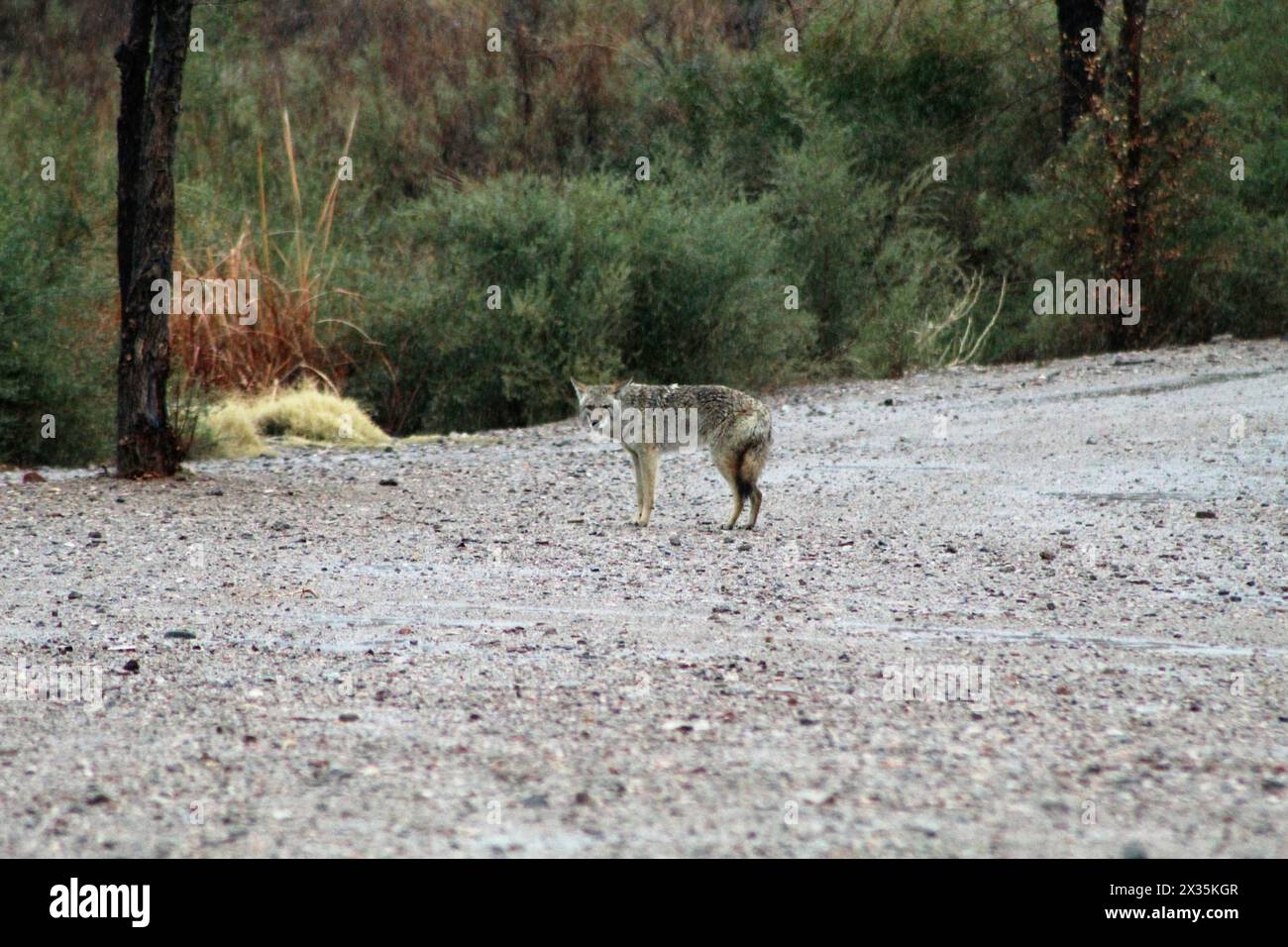 Coyote seduto, in piedi, vigile, un predatore solitario del deserto Foto Stock