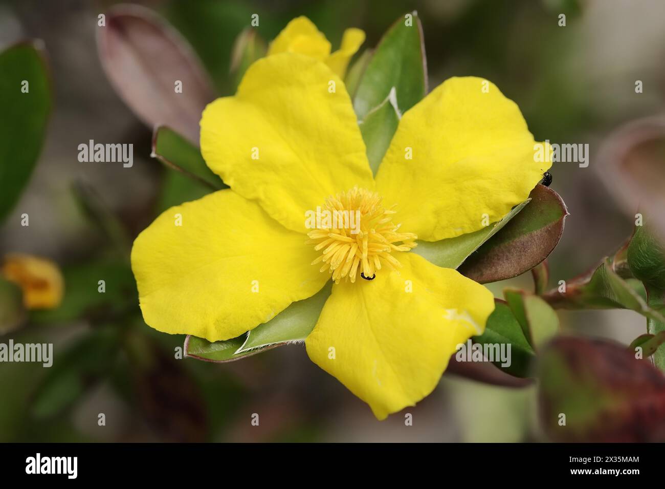 Vino d'oro o vino d'oro della Guinea (Hibbertia Scandens), fiore, originario dell'Australia Foto Stock