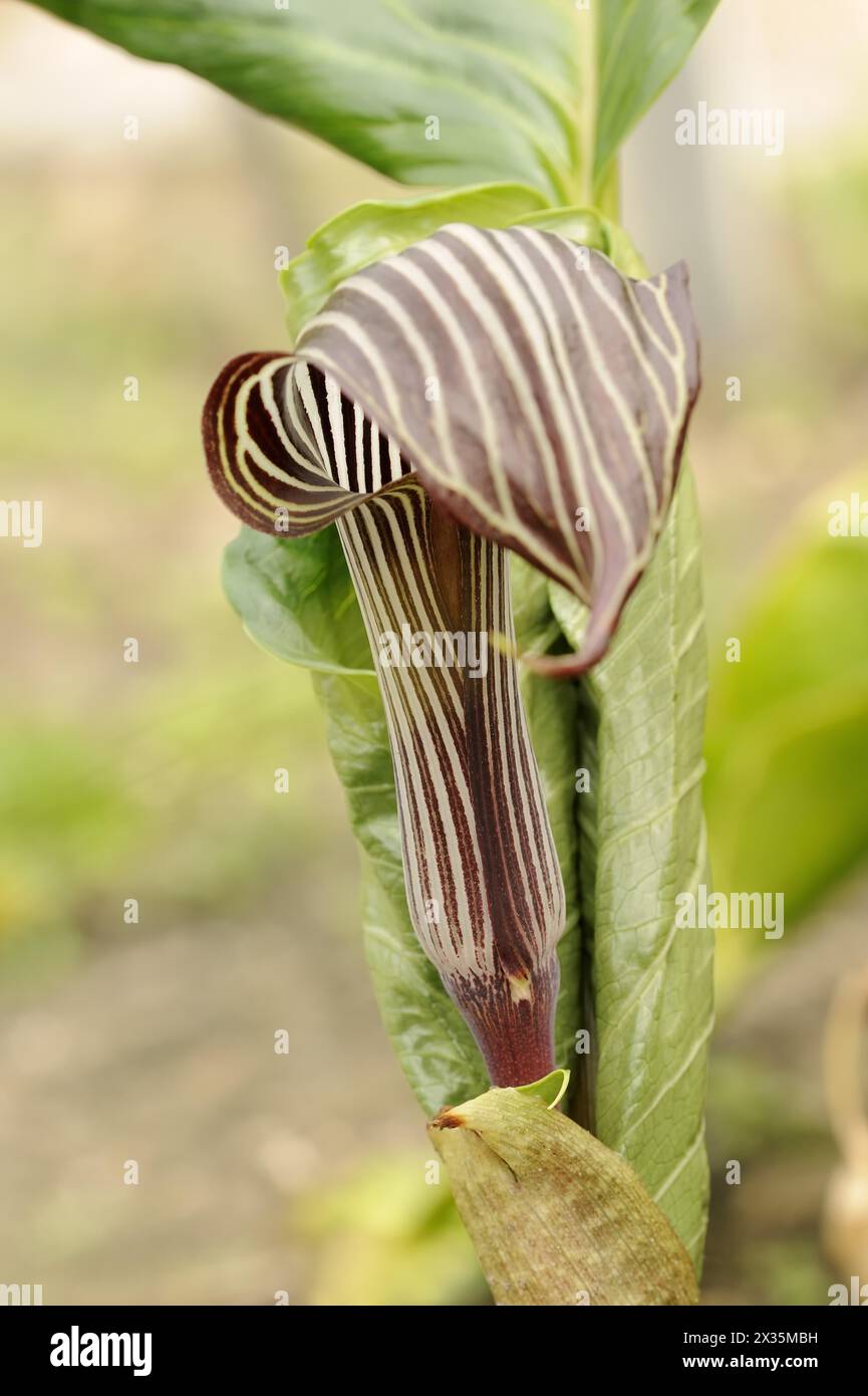 Giglio di Cobra o pannocchia di fuoco (Arisaema speciosum), originaria dell'Asia Foto Stock