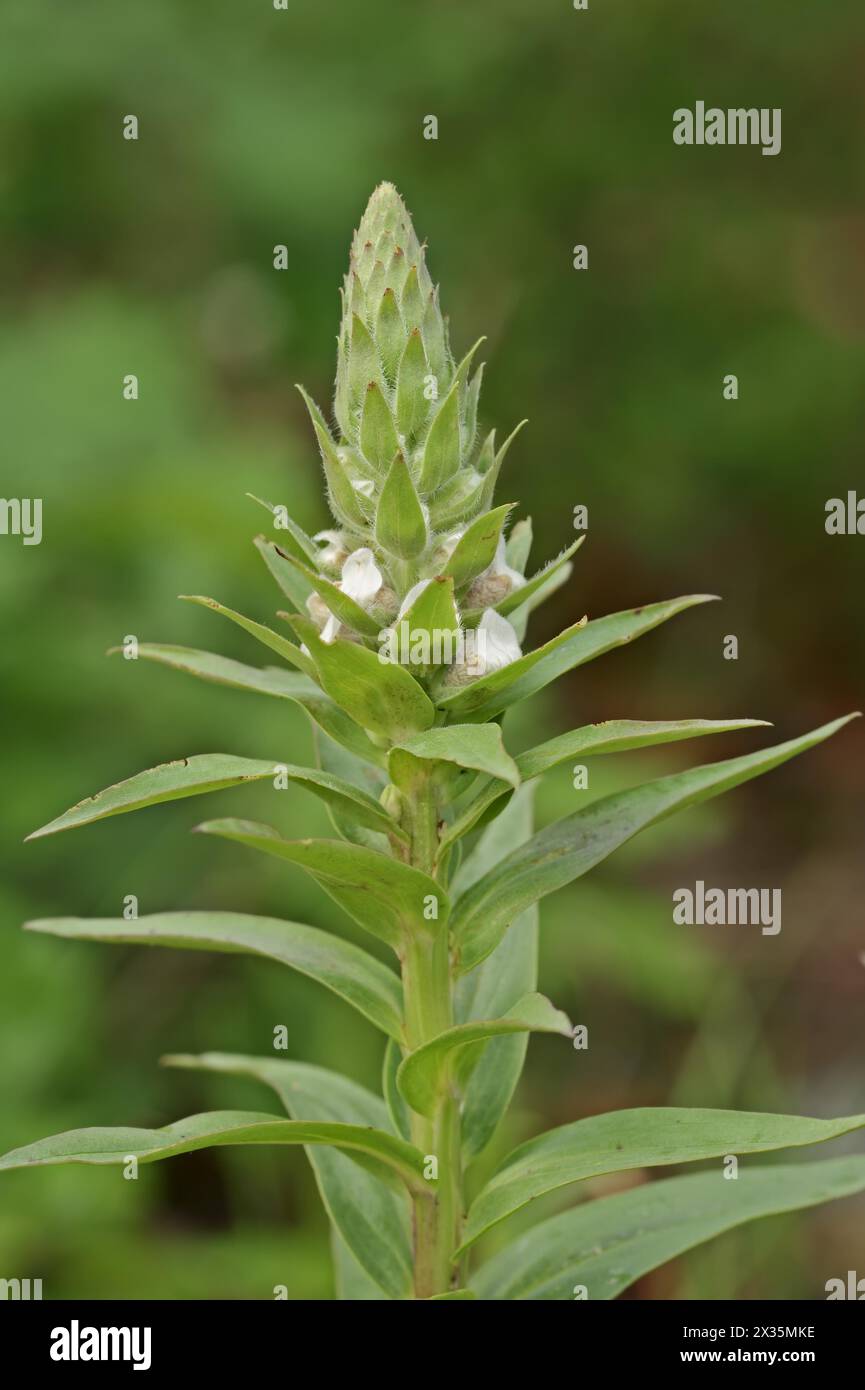 foxglove lanoso (digitalis lanata), infiorescenza, piante medicinali, Renania settentrionale-Vestfalia, Germania Foto Stock