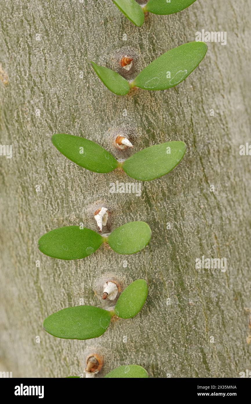 Ocotillo del Madagascar (Alluaudia procera), tronco con spine e foglie, originario del Madagascar Foto Stock