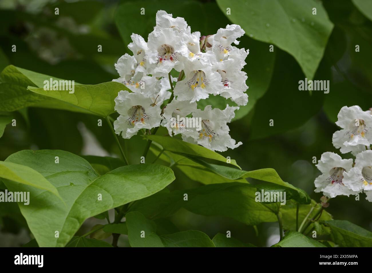 Tromba comune (Catalpa bignonioides, Catalpa syringifolia), fiori, alberi ornamentali, Renania settentrionale-Vestfalia, Germania Foto Stock