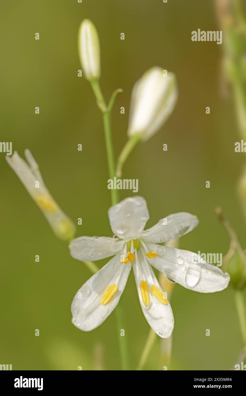 Giglio erboso o giglio erboso senza nodi (Anthericum lililiago), fiore, Renania settentrionale-Vestfalia, Germania Foto Stock