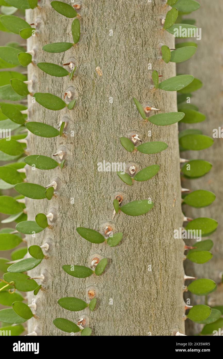 Ocotillo del Madagascar (Alluaudia procera), tronco con spine e foglie, originario del Madagascar Foto Stock