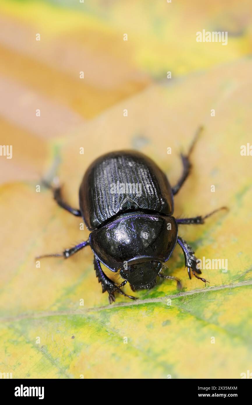 Coleottero da sterco comune o coleottero da cavallo (Geotrupes stercorarius), Renania settentrionale-Vestfalia, Germania Foto Stock