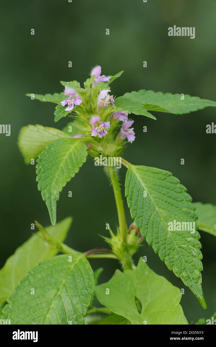 Ortica comune di canapa (Galeopsis tetrahit), fioritura, Renania settentrionale-Vestfalia, Germania Foto Stock