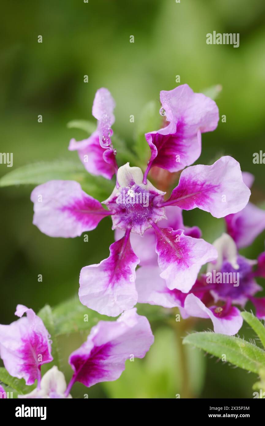 Quiverflower 'Vienco Lavender' (Cuphea llavea), fiore, piante ornamentali, Renania settentrionale-Vestfalia, Germania Foto Stock